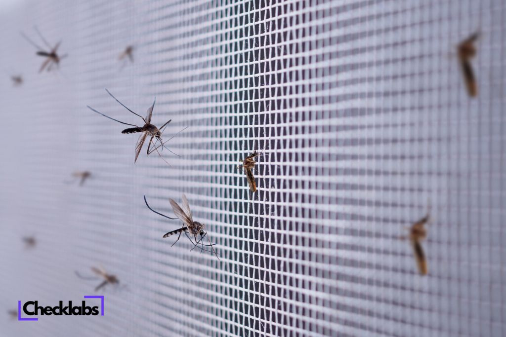 Mehrere Mücken werden auf einer weißen gitterartigen Oberfläche gefangen, was die Wirksamkeit unseres Fliegengittertests demonstriert.